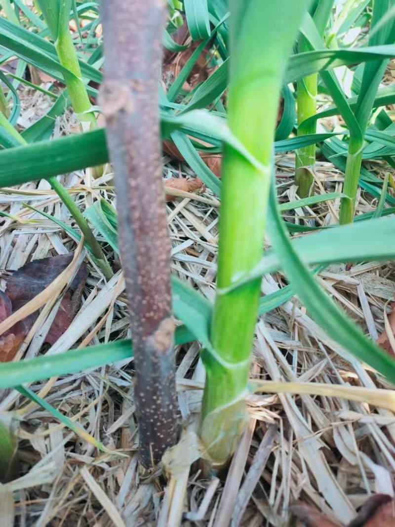 新鲜蒜苗，红根蒜苗一手货源，新鲜采摘可视频看货原产地直供