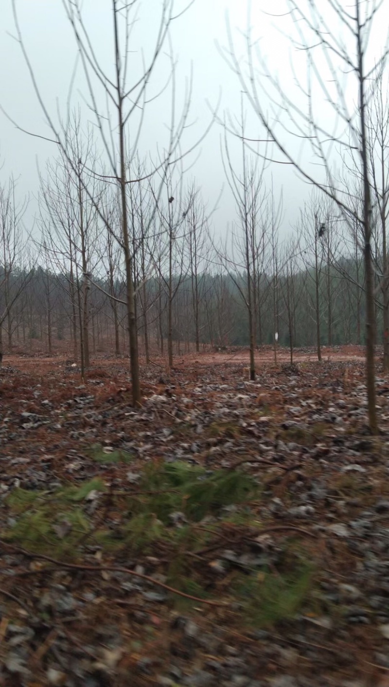 马褂木，15公分马褂木，鹅掌楸，马褂木种植，马褂木小苗
