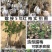 绿梅耐寒植物绿梅盆栽浓香型绿鄂梅原生绿梅老桩植物