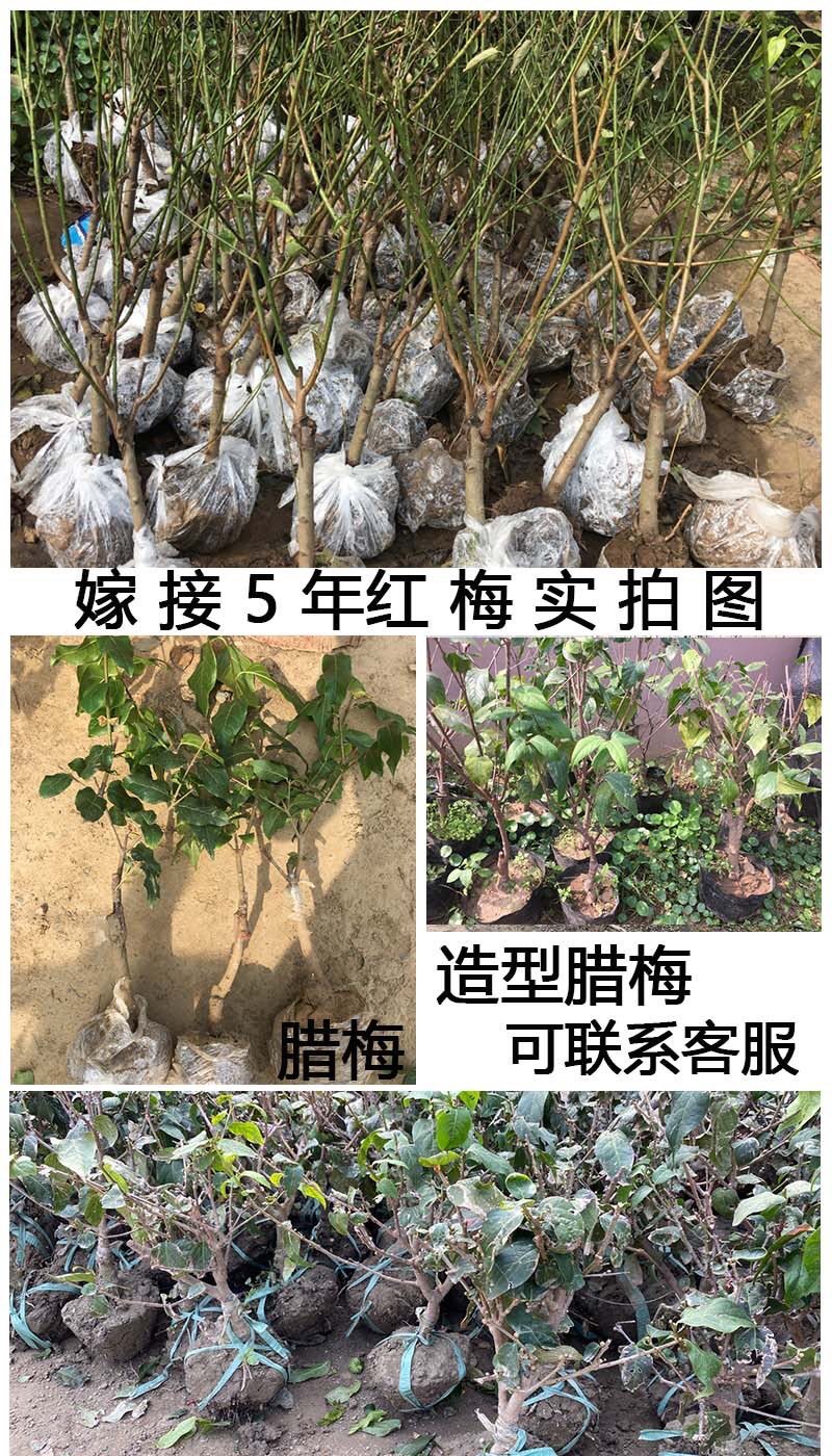 绿梅耐寒植物绿梅盆栽浓香型绿鄂梅原生绿梅老桩植物