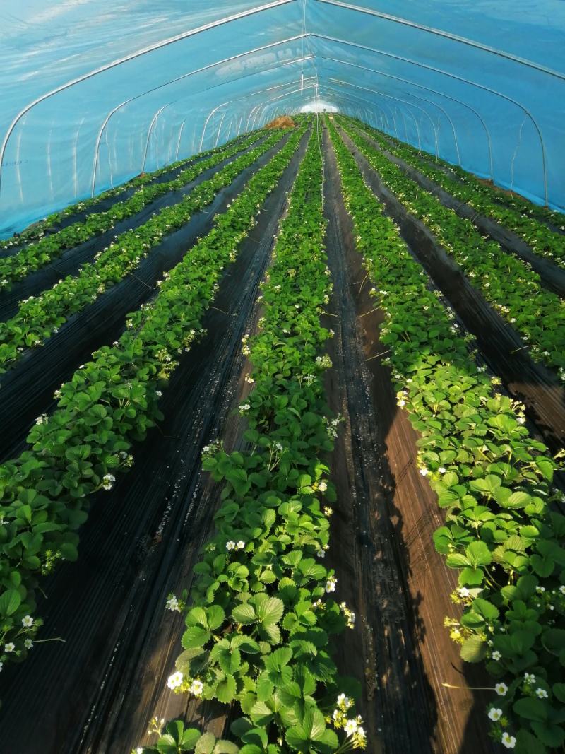 【现场采摘】菏泽市草莓基地，草莓大量供应，承接电商超市市