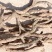 纯野生石菖蒲