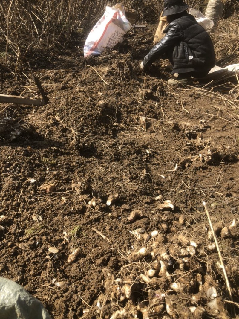 湖北玄参芽头，玄参芽，湖南玄参芽，改良版芽头，涨势凶猛