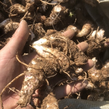 湖北玄参芽头，玄参芽，湖南玄参芽，改良版芽头，涨势凶猛