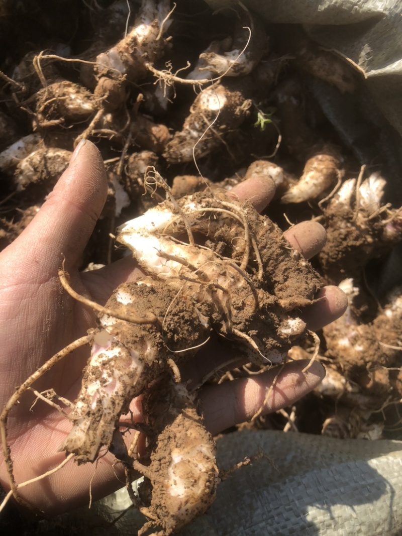 湖北玄参芽头，玄参芽，湖南玄参芽，改良版芽头，涨势凶猛
