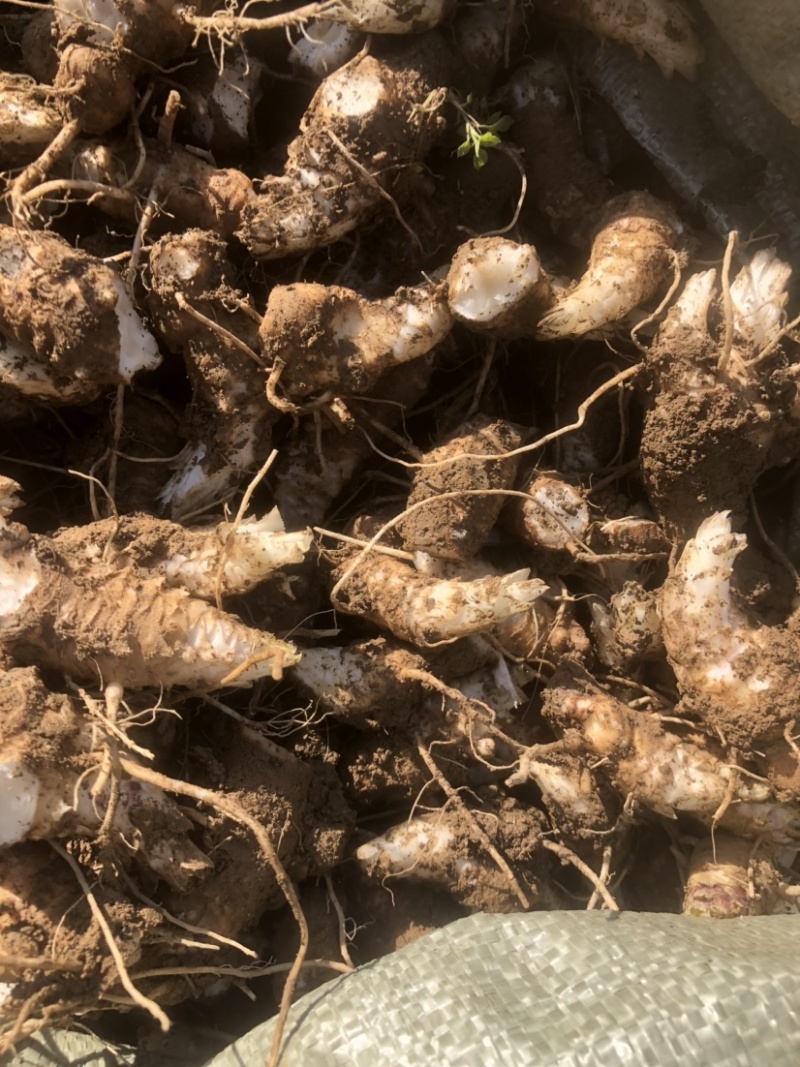 湖北玄参芽头，玄参芽，湖南玄参芽，改良版芽头，涨势凶猛