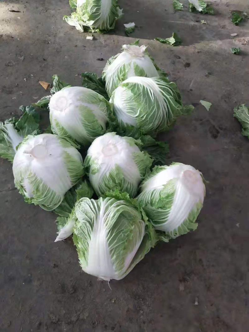 河南开封大白菜，基地大量供应，分拣打包，对接各大市场。
