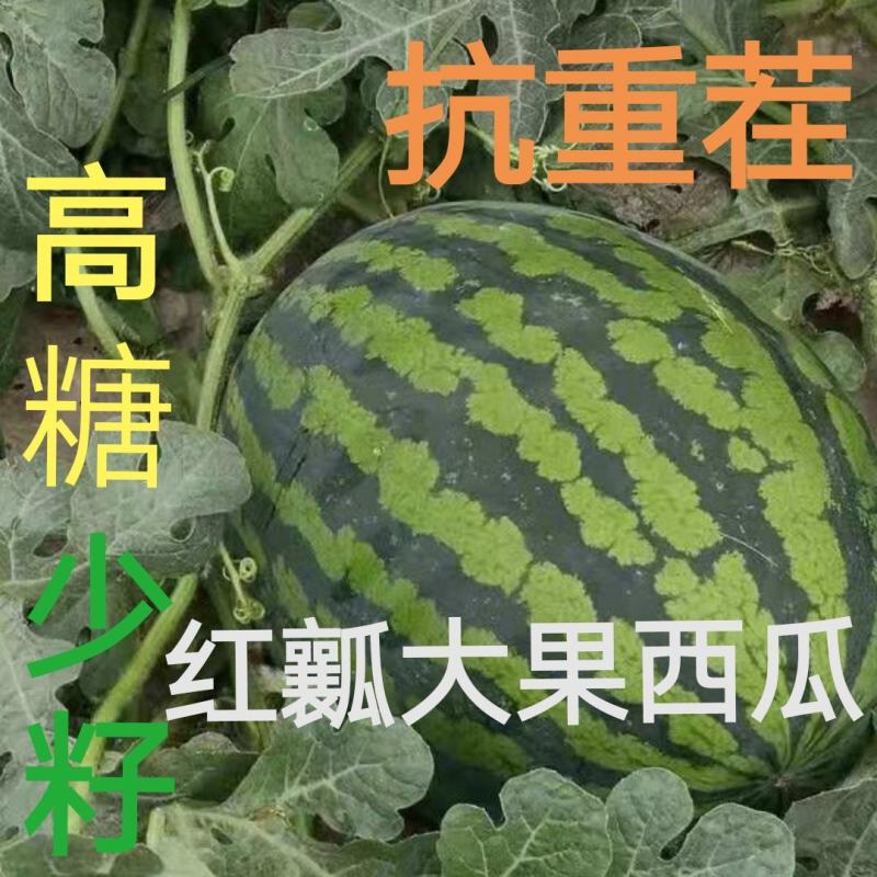 【纯正红瓤】高糖大果西瓜种子耐重茬蜜甜抗病抗裂少籽西瓜