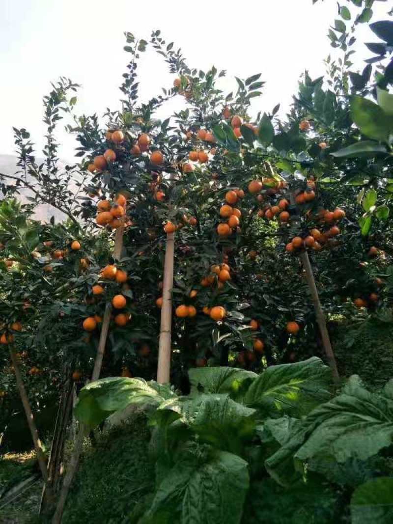 汉源县黄果柑一手货源基地直发可视频看货几百万斤，要的联系