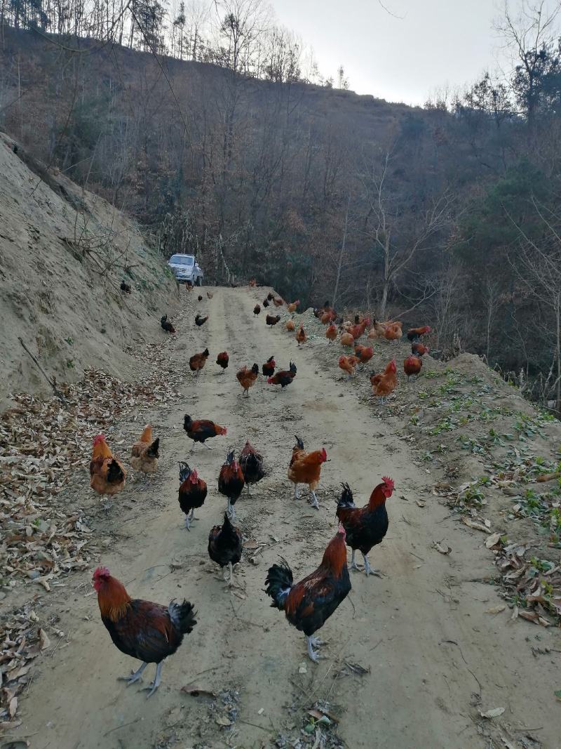 散养土鸡，肉鸡，。。。。
