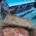 鲜冻带皮驴肉颜色鲜质量好带皮驴肉颜色新鲜质量好出肉率高