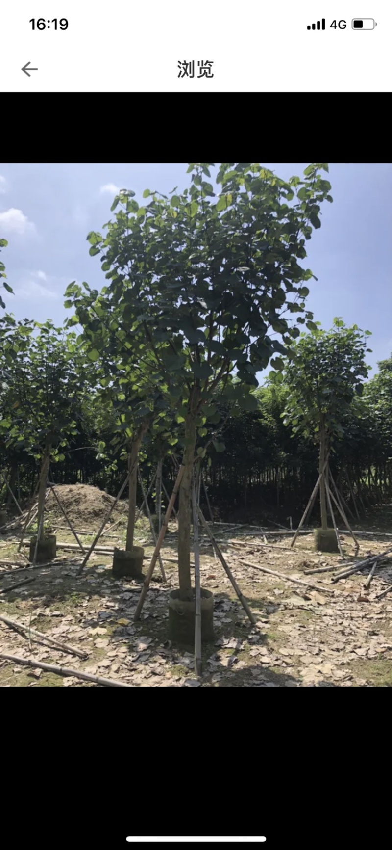 大量供应黄槿5公分到15公分，光杆货和骨架货