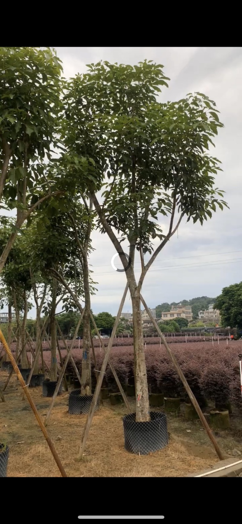 红花风铃木，大量供应光杆和骨架5分到25分