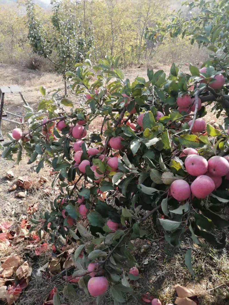 国光苹果，源头产地，酸甜可口，颜色漂亮欢迎联系