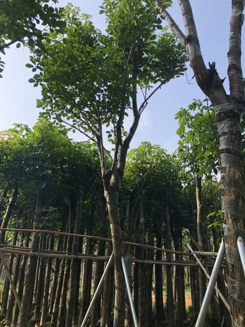 黄花风铃木，大量供应多花和少花，3分到20分光杆和骨架