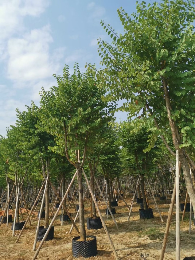 宫粉紫荆，大量供应5分到15分光杆和骨架