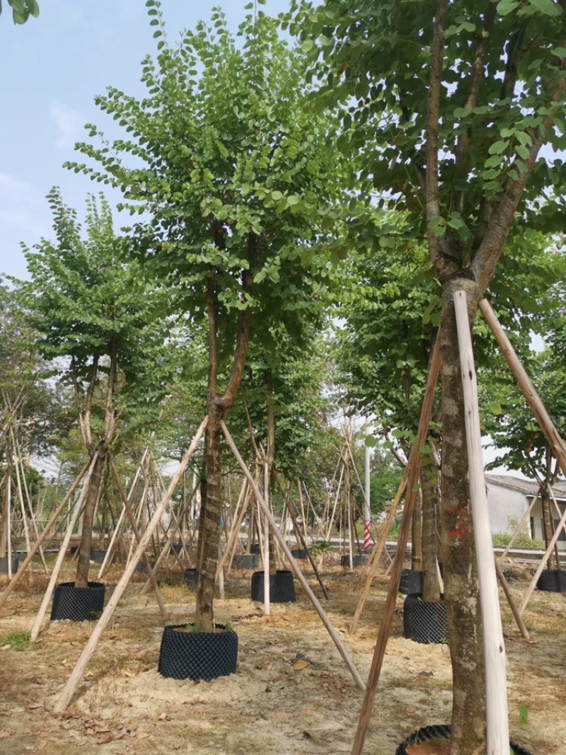 宫粉紫荆，大量供应5分到15分光杆和骨架