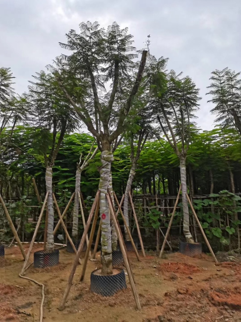大量供应蓝花楹5公分到15分光杆货和骨架货