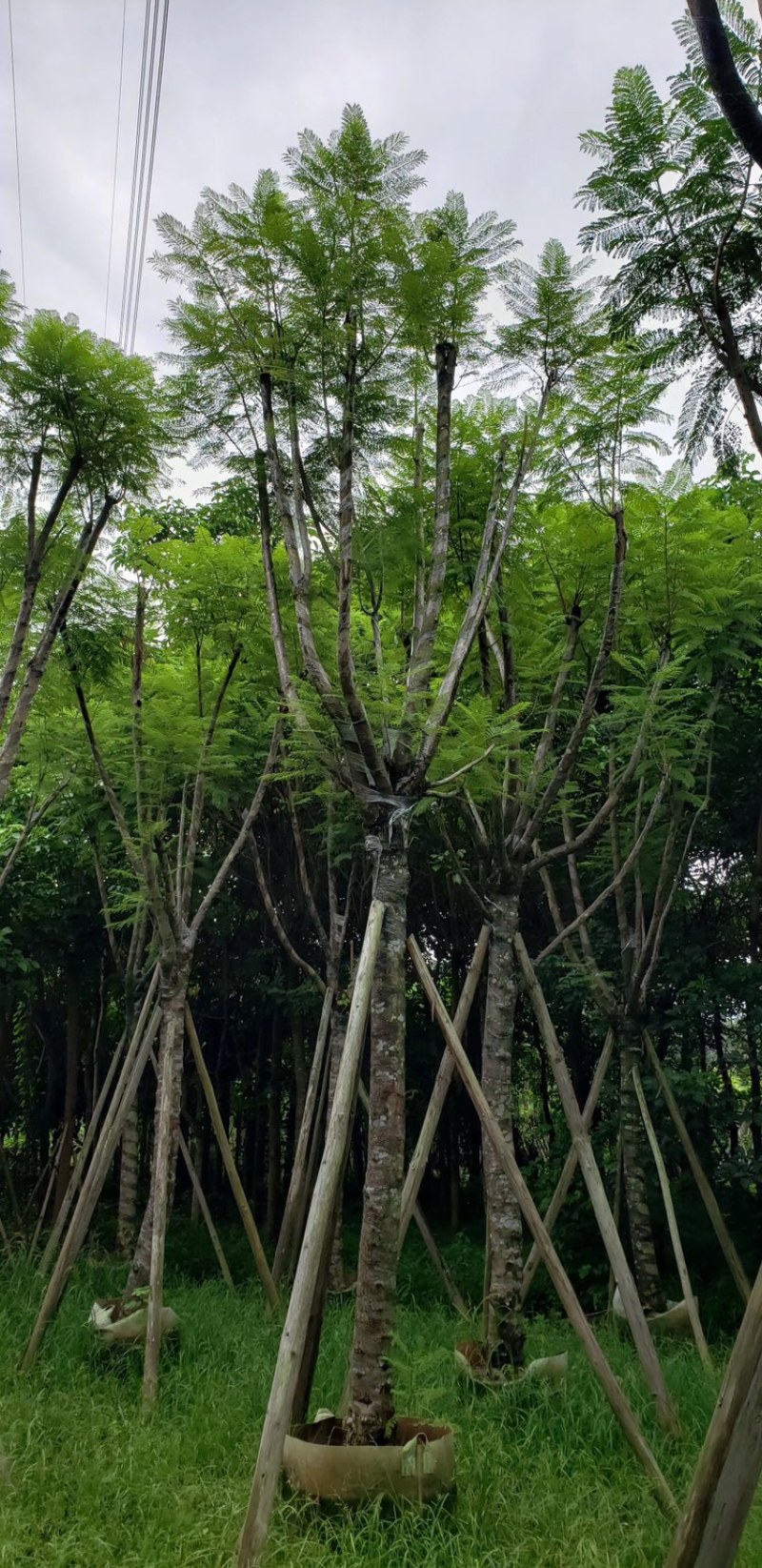 大量供应蓝花楹5公分到15分光杆货和骨架货