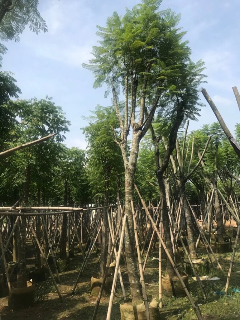 大量供应蓝花楹5公分到15分光杆货和骨架货