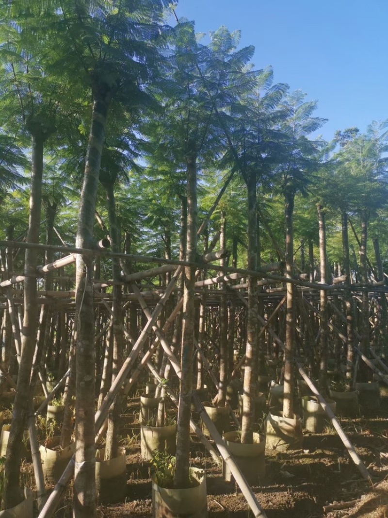 大量供应蓝花楹5公分到15分光杆货和骨架货