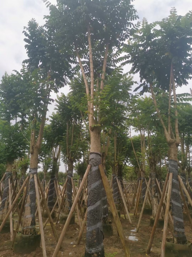 火焰木，大量供应5分到25分光杆和骨架货
