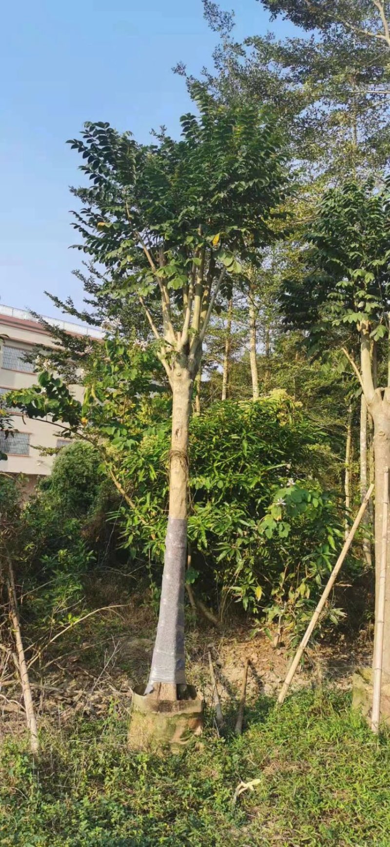 火焰木，大量供应5分到25分光杆和骨架货