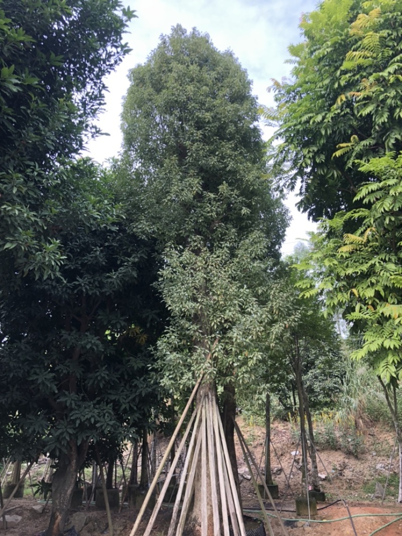 香樟，大量供应香樟5分到40分，光杆和骨架都有