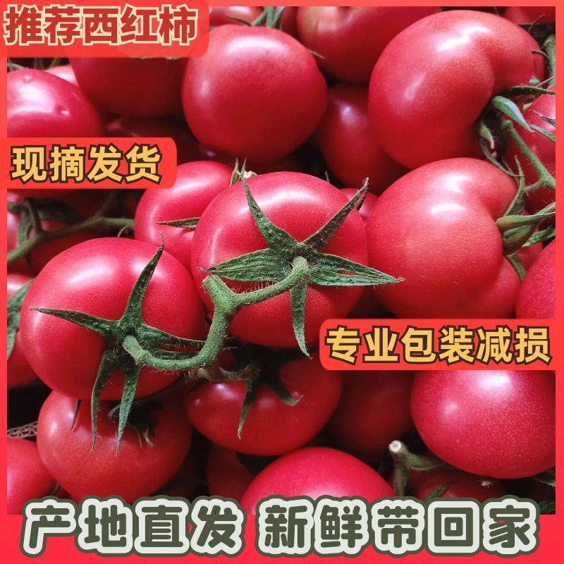西红柿，连云港东海桃林硬粉西红柿，弧三以上，诚信服务
