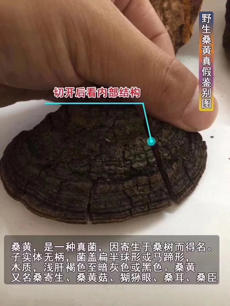 桑黄桑树桑黄岩桑四川高原野生桑黄