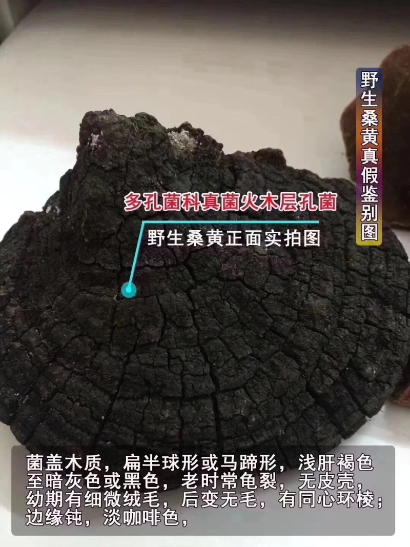 桑黄桑树桑黄岩桑四川高原野生桑黄