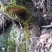桑黄桑树桑黄岩桑四川高原野生桑黄