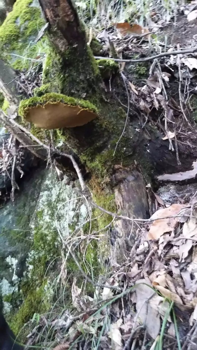 桑黄桑树桑黄岩桑四川高原野生桑黄