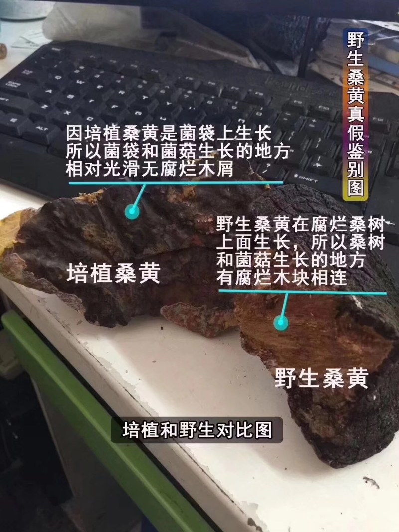 桑黄桑树桑黄岩桑四川高原野生桑黄