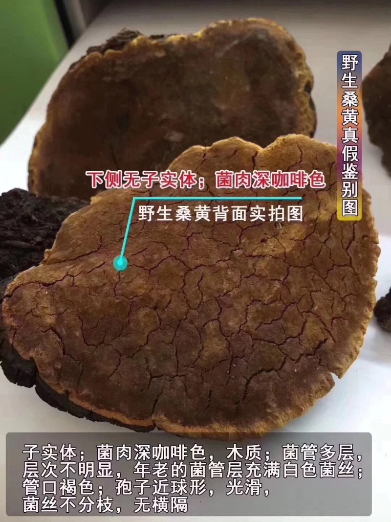 桑黄桑树桑黄岩桑四川高原野生桑黄