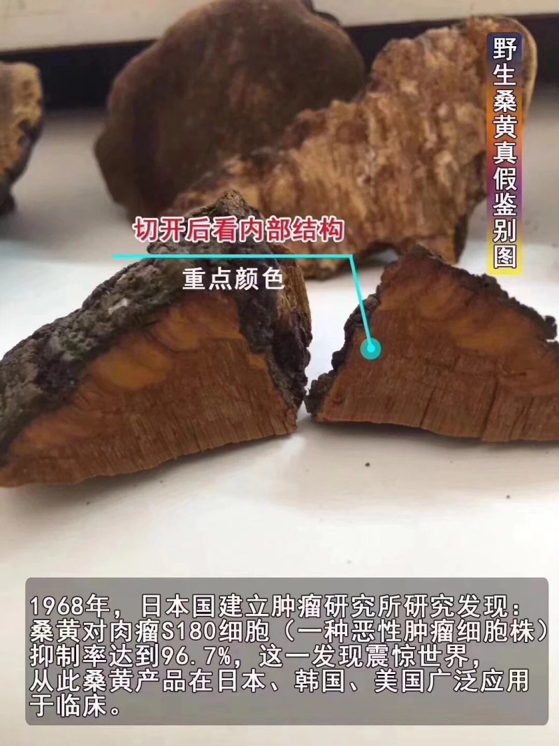桑黄桑树桑黄岩桑四川高原野生桑黄