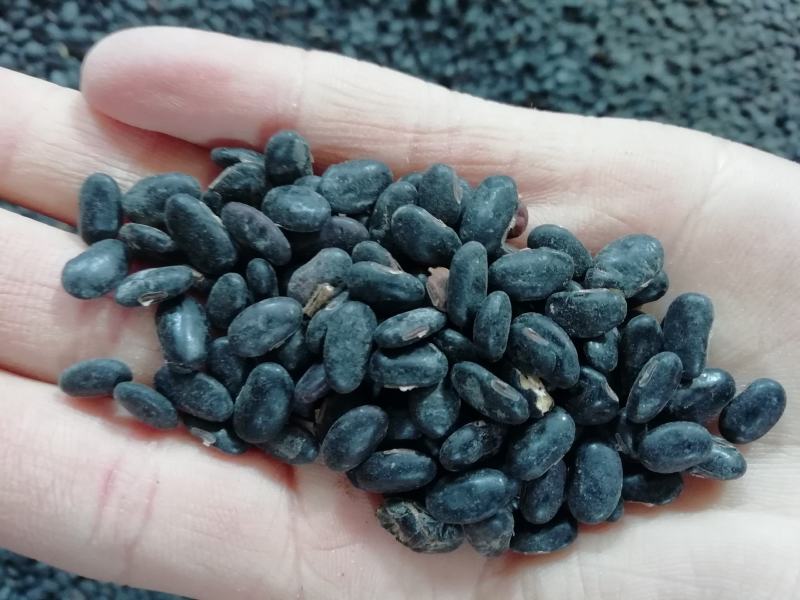 甘肃庆阳环县精品扁黑豆自家种植保质保量可视频产地看