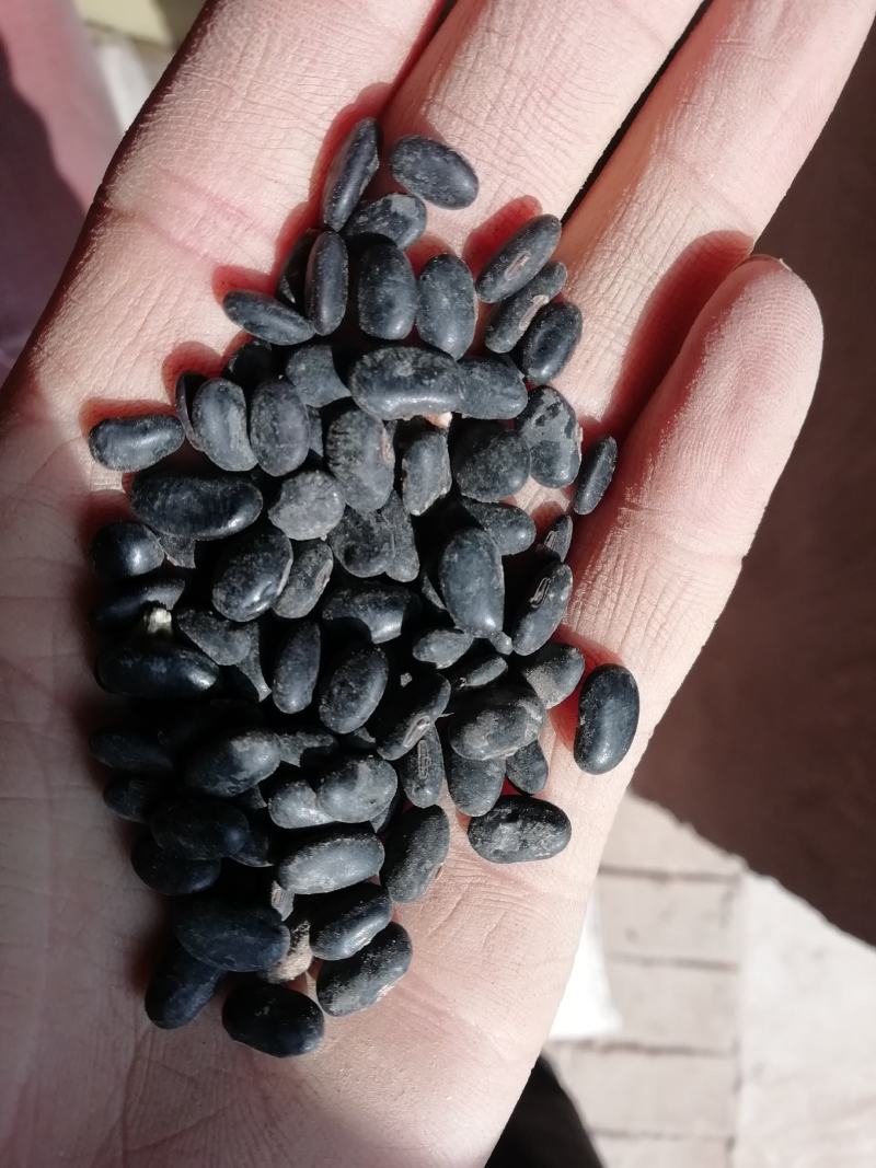 甘肃庆阳环县精品扁黑豆自家种植保质保量可视频产地看