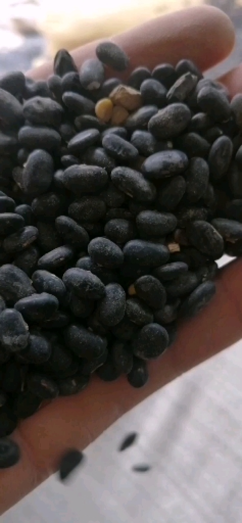甘肃庆阳环县精品扁黑豆自家种植保质保量可视频产地看