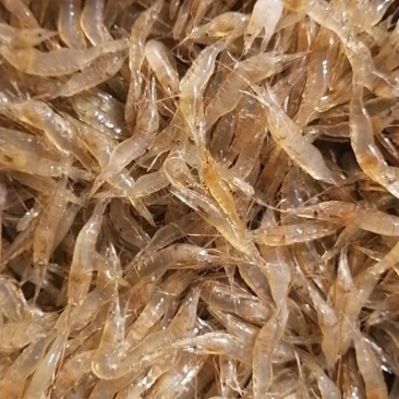 河虾米虾