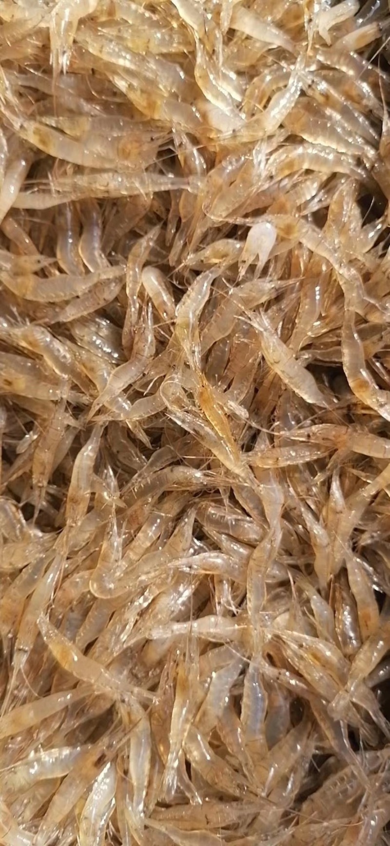 河虾米虾