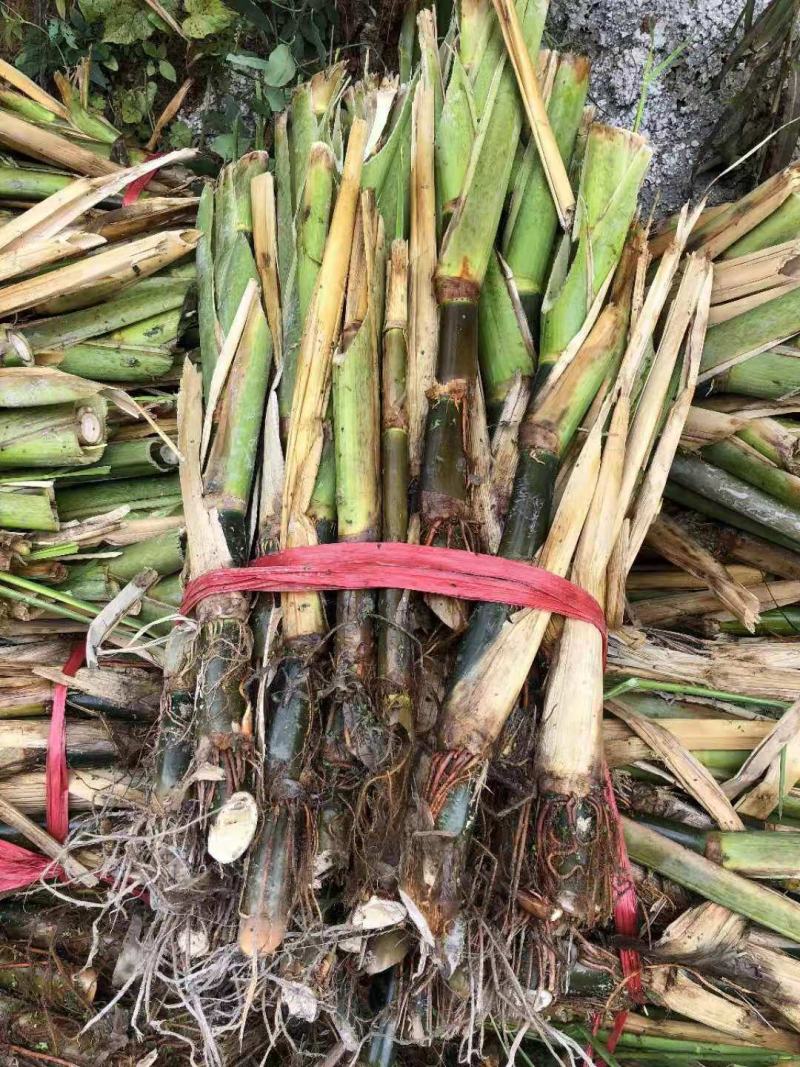 贵州茭白苗出售，成活98%以上