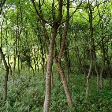 五角枫园林绿花苗木庭院植物景观植物五角枫树苗7至20公分左右