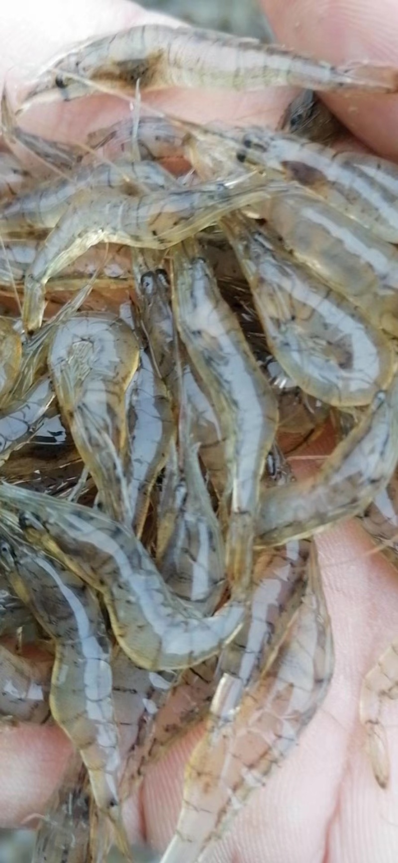 河虾米虾