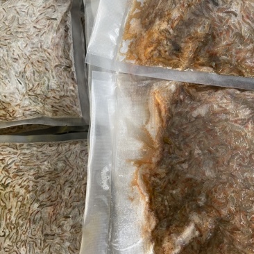 清水河虾冻版半斤装都是活虾冻的