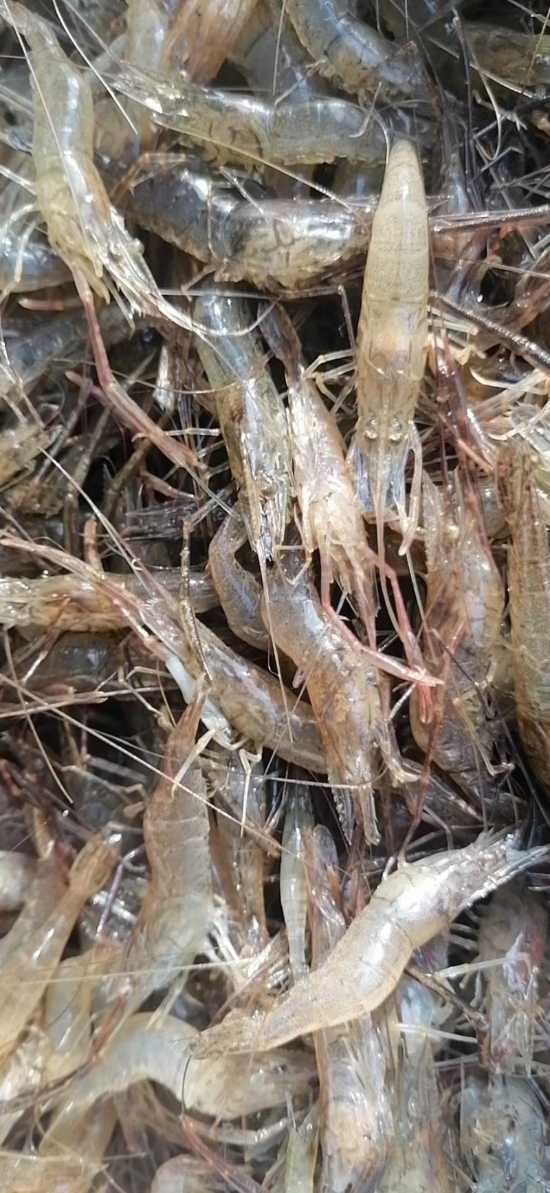 清水河虾冻版半斤装都是活虾冻的