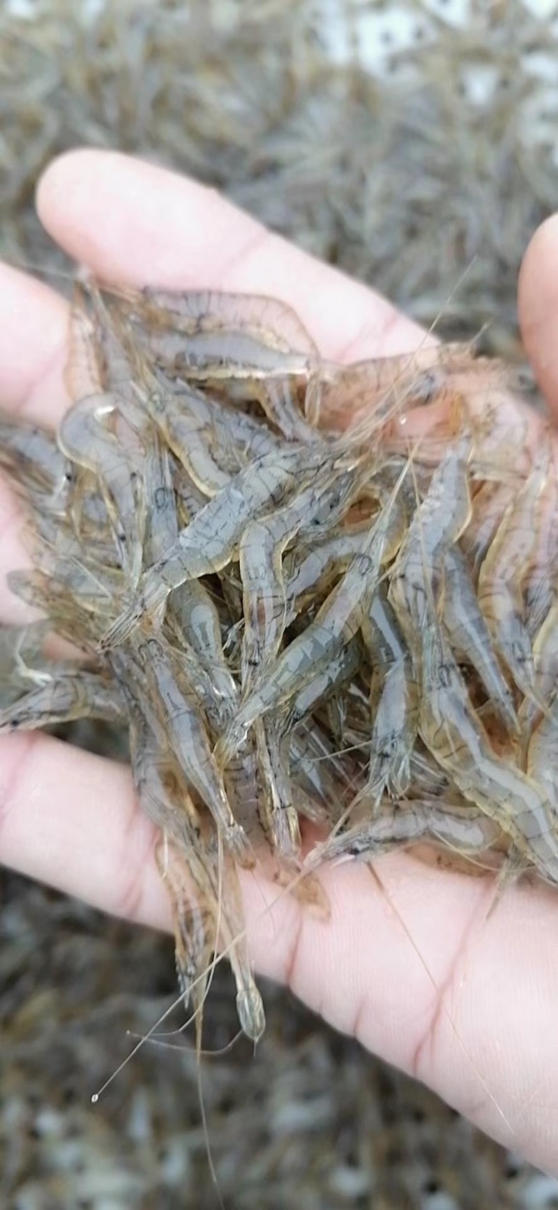 清水河虾冻版半斤装都是活虾冻的