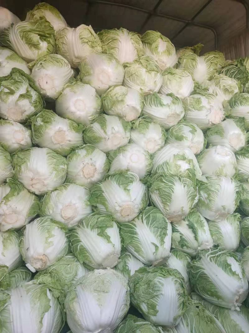 河南开封大白菜，基地大量供应，分拣打包，对接各大市场。