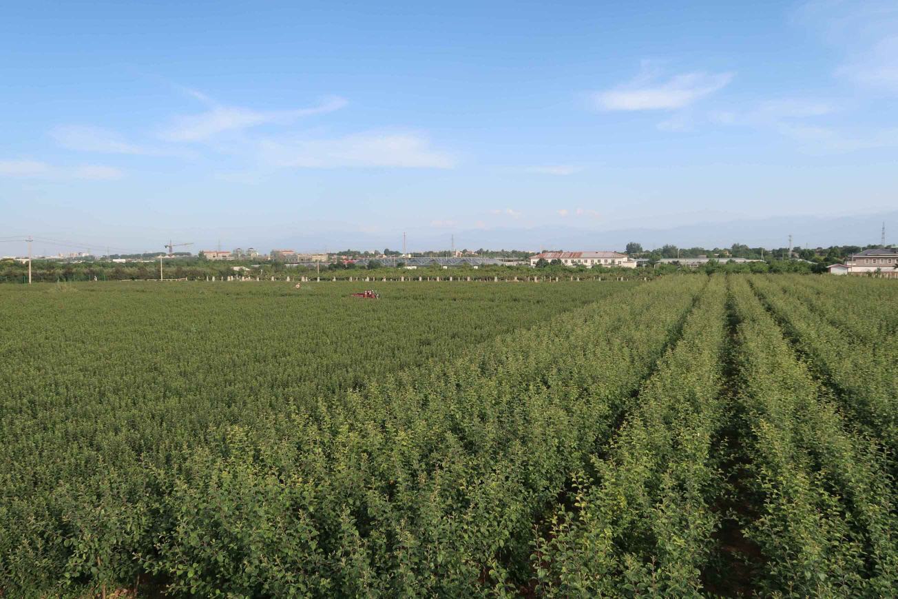 一片整齐排列的果梅种植园,树木处于结果期,枝条上挂满密集的小型青色果实,农民正在田间进行巡视管理,天空晴朗,体现现代农业生产场景 果园中成片种植的果梅树进入结果期