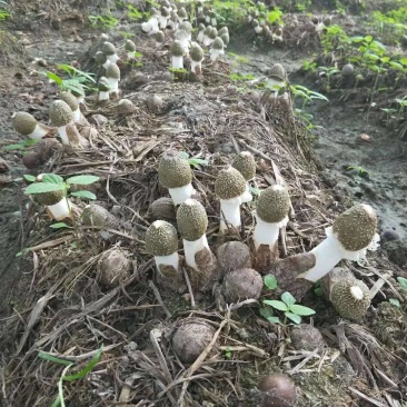 竹荪菌种种子国家认定食用菌种苗大田生料栽培种植高产主栽种